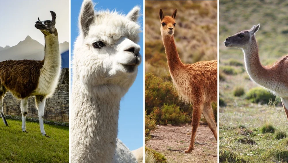 Difference between llamas, alpacas, vicuñas and guanacos | Ultimate Trekking