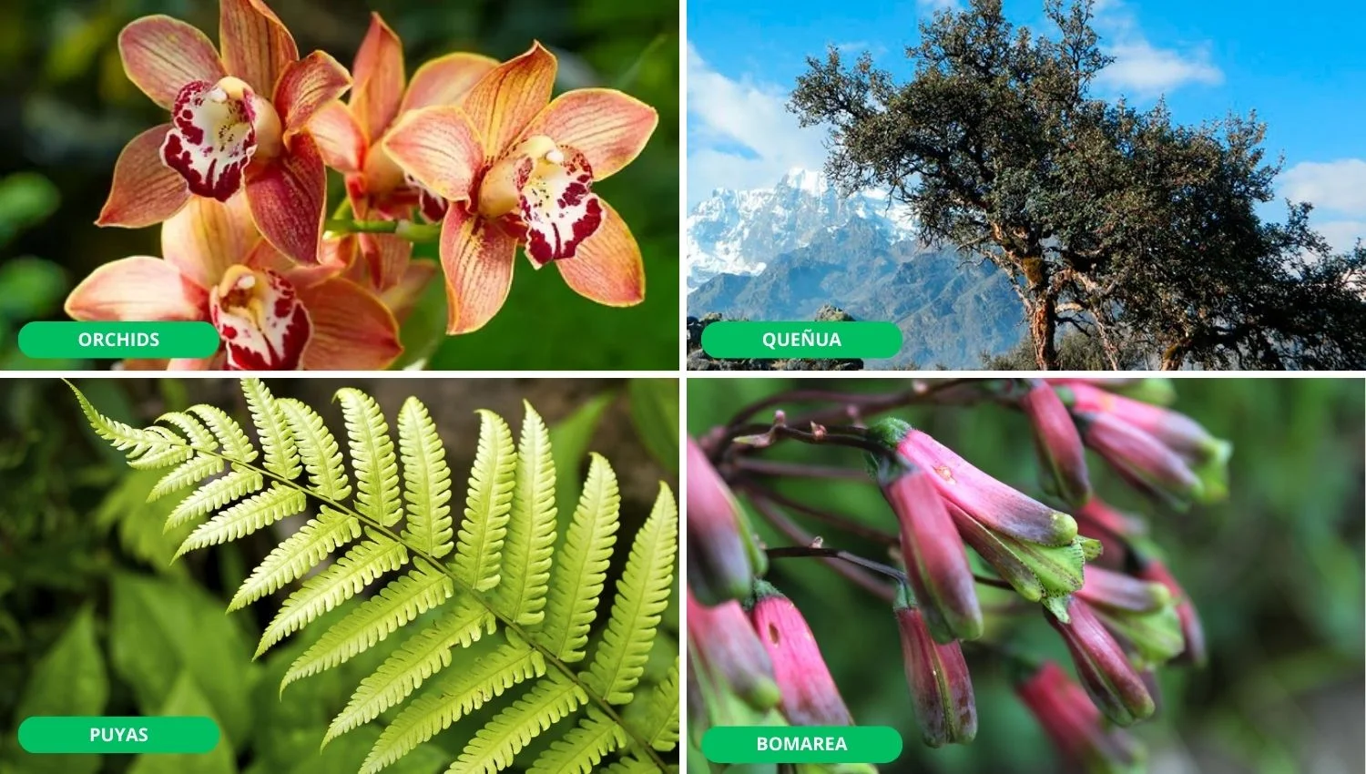 Flora in Machu Picchu | Ultimate Trekking