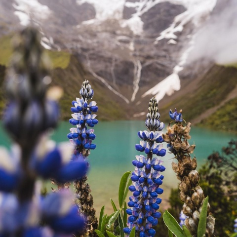 Lupine flower at Humantay Lake | Ultimate Trekking