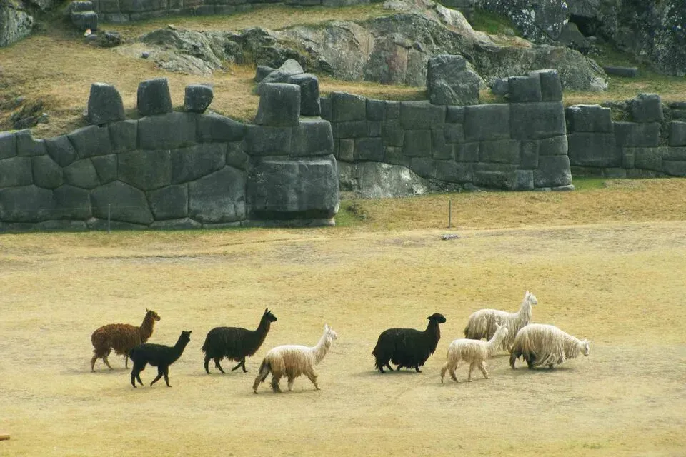 Llamas in Sacsayhuaman | Ultimate Trekking