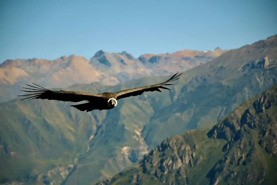 Colca canyon | Ultimate Trekking