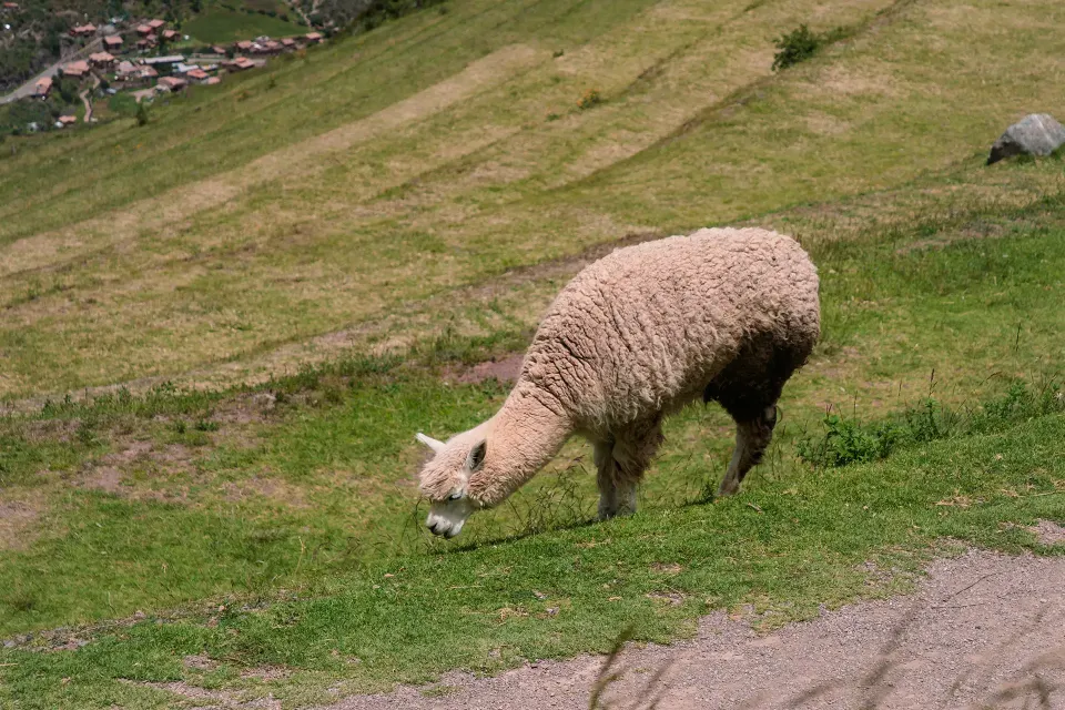 Alpaca grazing at Pisac | Ultimate Trekking