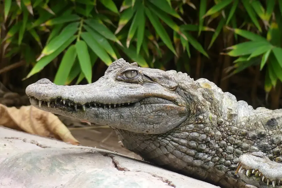 Cayman in Zoo Parque de las leyendas | Ultimate Trekking