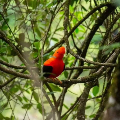 The cock-of-the-rock, one of the animals of Machu Picchu's fauna | Ultimate Trekking