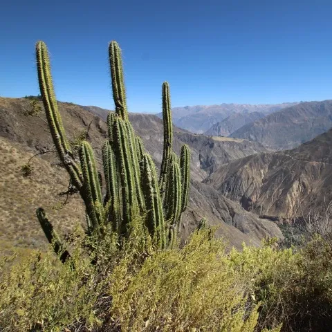 Flora of the colca valley | Ultimate Trekking
