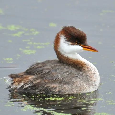 Titicaca grebe, an endemic bird | Ultimate Trekking