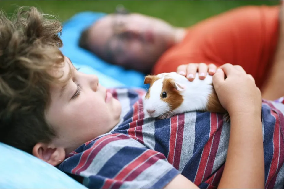 Peruvian guinea pig playing with its owner | Ultimate Trekking