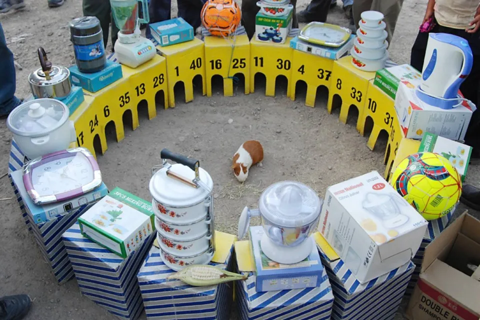 Tombola with a guinea pig picking the winner | Ultimate Trekking