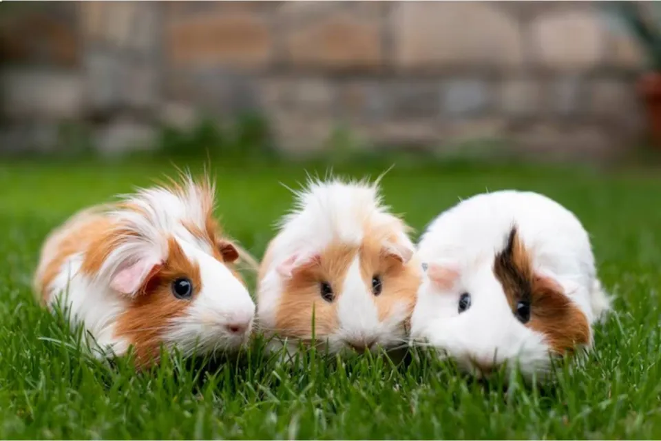 Outdoor guinea pig | Ultimate Trekking