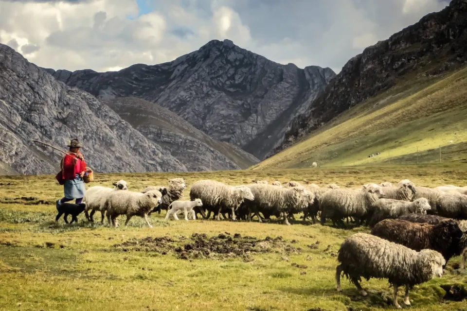 Quechua woman grazing her sheep on a mountaintop | Ultimate Trekking