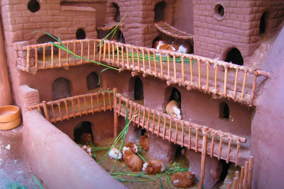 Peruvian guinea pigs in their own little house | Ultimate Trekking
