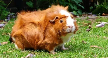 Type 2 guinea pig | Ultimate Trekking