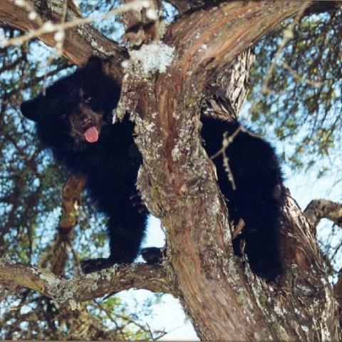 The spectacled bear, an animal from the Choquequirao fauna | Ultimate Trekking