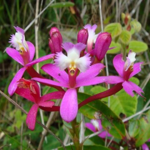 Epidendrum secundum una flor de Choquequirao | Ultimate Trekking