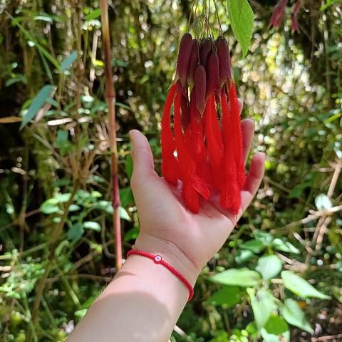 Salvia dombeyi, one of the fauna flowers of the Machu Picchu mountain | Ultimate Trekking