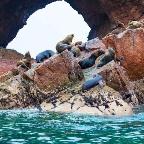 Sea lions sunbathing in the Ballestas Islands | Ultimate Trekking