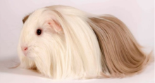 Type 3 guinea pig | Ultimate Trekking