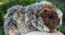Type 4 guinea pig | Ultimate Trekking