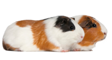 Type 1 guinea pig | Ultimate Trekking